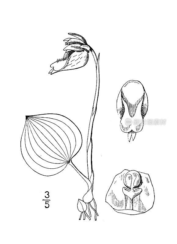 古植物学植物插图:Calypso bulbosa, Calypso